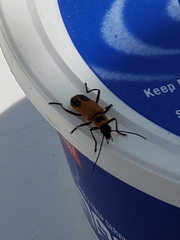 Chauliognathus pensylvanicus