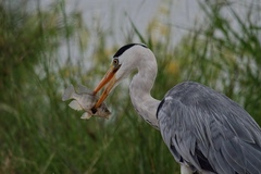Ardea cinerea cinerea