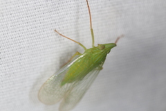 Rhynchomitra microrhina