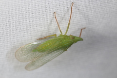 Rhynchomitra microrhina