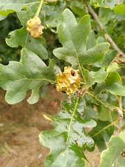 Andricus quercuscalicis