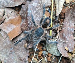 Theraphosinae