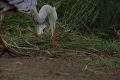 Ardea cinerea cinerea
