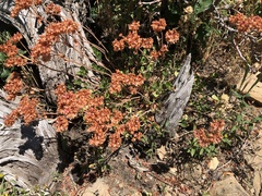 Eriogonum umbellatum