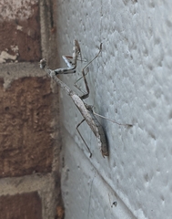 Stagmomantis carolina