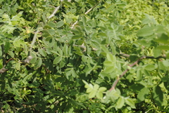 Bursera excelsa