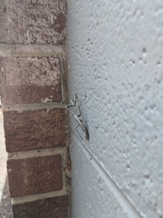 Stagmomantis carolina