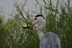 Ardea cinerea cinerea