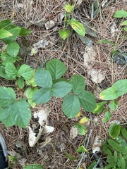 Rubus hispidus