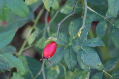 Rosa canina