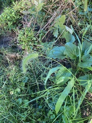 Setaria