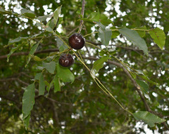 Pleiogynium timoriense