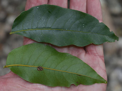 Pleiogynium timoriense