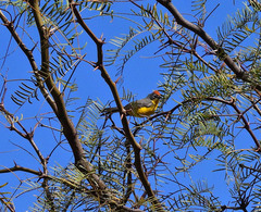 Myioborus brunniceps