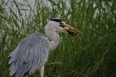 Ardea cinerea cinerea