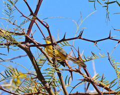 Myioborus brunniceps