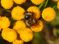 Bombus sichelii