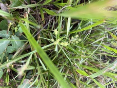 Cyperus croceus