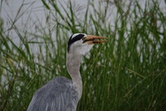Ardea cinerea cinerea