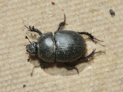 Sericotrupes niger