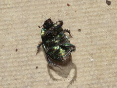 Sericotrupes niger