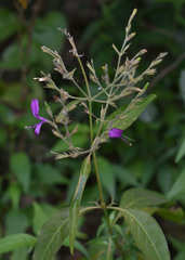Hypoestes floribunda