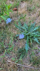 Cichorium intybus