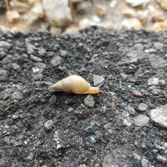 Bulimulus bonariensis