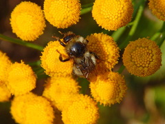 Bombus sichelii