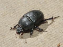 Sericotrupes niger