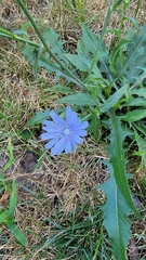Cichorium intybus