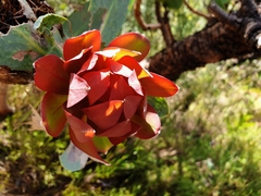 Protea nitida