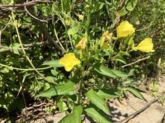 Oenothera biennis