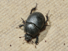 Sericotrupes niger
