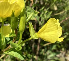 Oenothera biennis