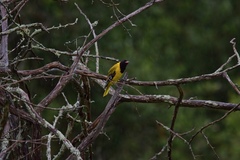 Oriolus larvatus