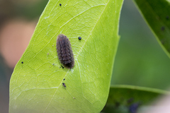 Jamides bochus formosanus