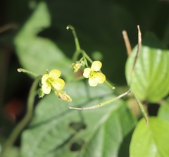 Sisymbrium orientale