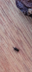 Sitophilus