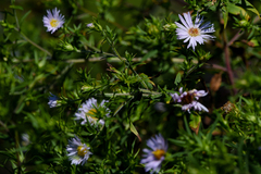 Symphyotrichum firmum