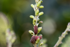 Jamides bochus formosanus