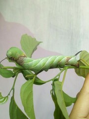 Psilogramma menephron