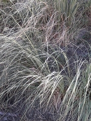 Polygonum equisetiforme