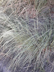 Polygonum equisetiforme