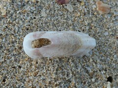 Macroschisma munitum