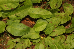 Rumex conglomeratus
