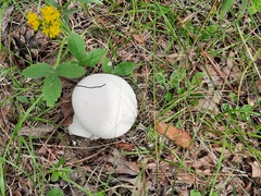 Lycoperdon pratense