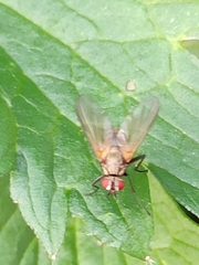 Macquartia grisea