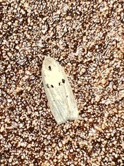 Scythropiodes issikii