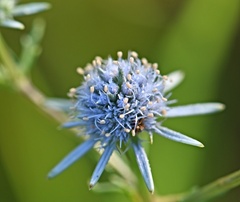 Eryngium integrifolium